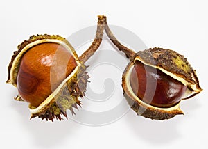 Two conkers on a white background.