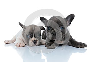 Two cool French bulldog cubs relaxing and resting