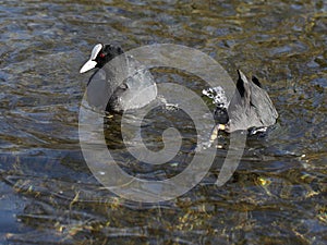 Two coots