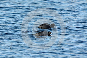 Two coots racing