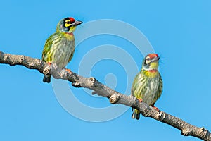 Two Coppersmith barbets perching on a perch looking into a distance with blue sky in background