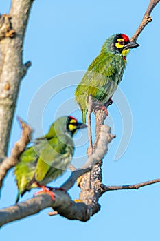 Two Coppersmith barbets perching on a perch looking into a distance with blue sky in background