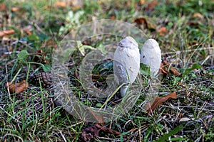 Two coprinus comatus shaggy ink cap lawyer`s wig shaggy mane autumn meadow