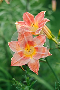 Two coral daylily flowers with yellow centers bloom in the garden