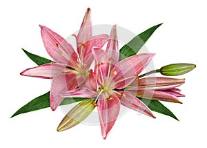 Two coral lily flowers and buds in a floral arrangement isolated