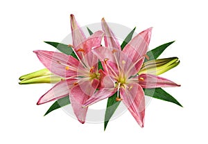 Two coral lily flowers, buds and green leaves in a floral arrangement isolated