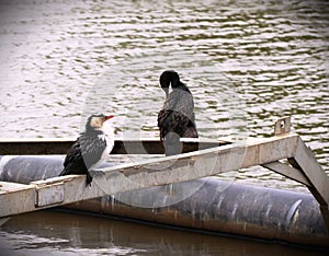 Two cormoran oh diferent species  photo