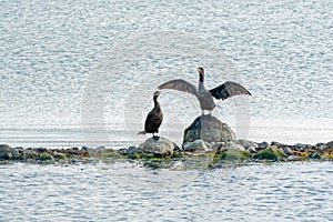 Two Cormorant Birds on Rocks in Lake