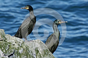 Two cormorants