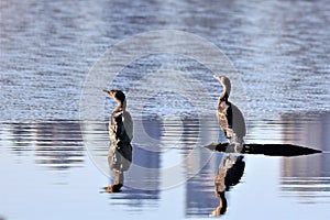 Two cormorants having sun bathing.