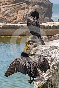 Two Cormorants Perched on Rocks