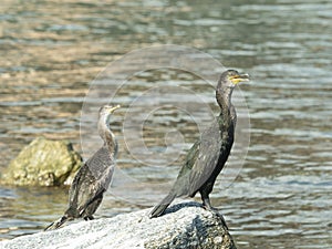 Two cormorants resting on a rock next to the water
