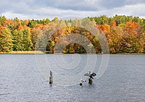 Two cormorants on wooden pilings