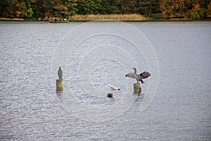 Two cormorants on wooden pilings