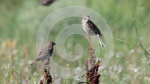 Two corn bunting Emberiza calandra sits on a plant on a beautiful green background