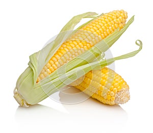 Two corn cob isolated on white background