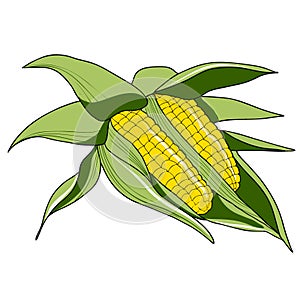 Two corn cob with leaves isolated on white background. Vector