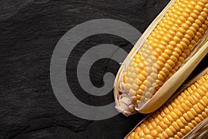 Two corn cobs with husks on black slate. Top view. Space for text