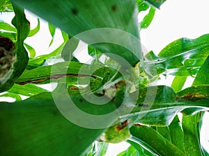 two corn trees seen from below