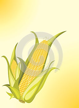 Two corncobs on the yellow background