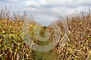 Two cornfields with still green and ripe side separated with row of high uncut grass with cloudy blue sky in background