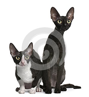 Two Cornish Rex cats, 7 months old, sitting photo