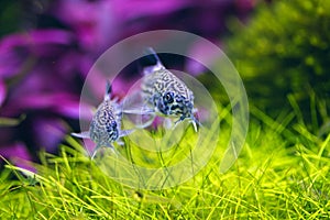 Two Corydoras Trinilleatus Catfish,aquarium fish