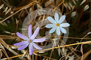 two cosmeya flowers growing in the middle of a field with stubble left