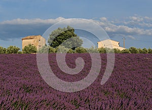 Two Cottages Within Vivid Violet Blooming Lavender Fields In Valensole France