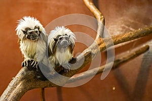 Two cotton-top tamarin monkeys Saguinus oedipus on a wood branch