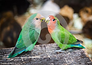 Two couple lovebird  cute parrots sitting and looking at the camera on the natural background. Colorful pink, green parrots.