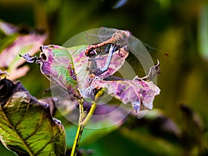 Two coupled dragonflies on a autumn leaf