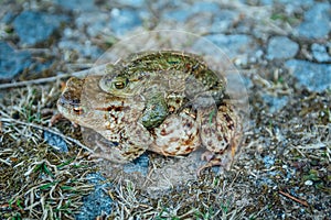 Two coupling frog on stone and grass, macro photo