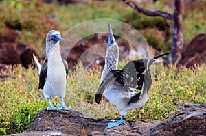 Two courting blue footed Boobies