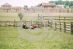 Two cow Ankole Watusi with large horns is lying on green grass