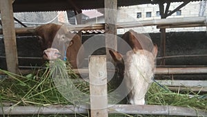 two cow eat grass at the qurban animal trade