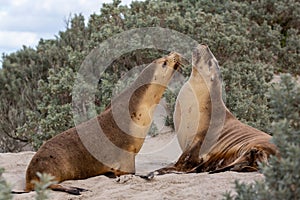 Two cow seals digesting in seal bay kangaroo island south australia on may 9th 2021