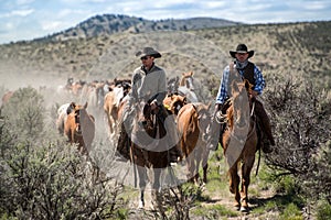 Two cowboys lead the horse herd on annual trail drive May 1, 2016 Craig, COrive roundup