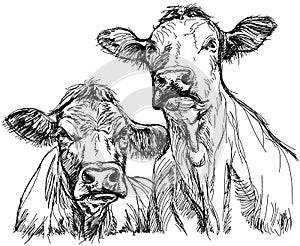 Two cows