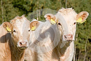 Two Cows