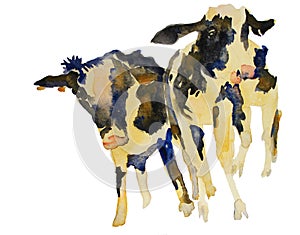 two cows