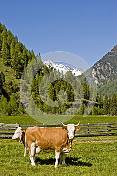 Two cows on a mountain meadow photo
