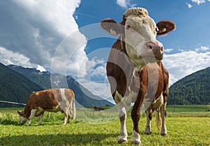 Two cows on an alpine pasture