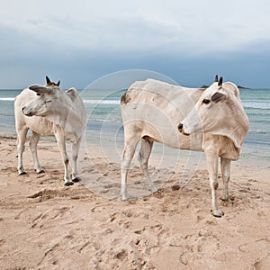 Two cows on beach