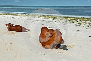 Two cows on the beach