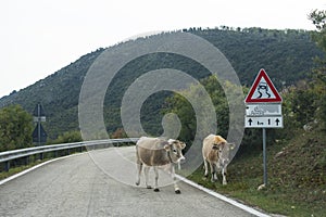 Two cows with bells on their necks walking slowly down a mountain road, passing a traffic slippery road warning sign