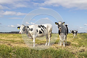 Two cows, black and white, standing in a pasture under a blue sky and horizon over land