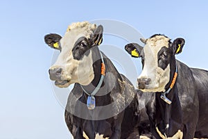 Two cows blister head, cow breed known as Groninger Blaarkop,m, eye patches fleckvieh, black and white and blue photo