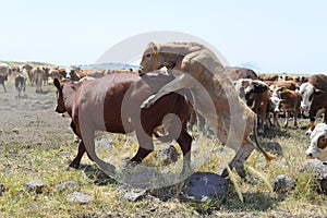 Two cows bulls mating on the field