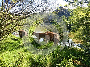 Two cows and a calf graze on the banks of the bino lake